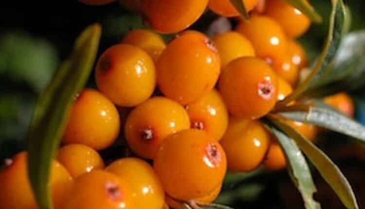 فوائد ورق النبق