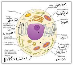 يحمل الدم النواتج المطروحة من نشاط الخلية إلى ليتخلص منها